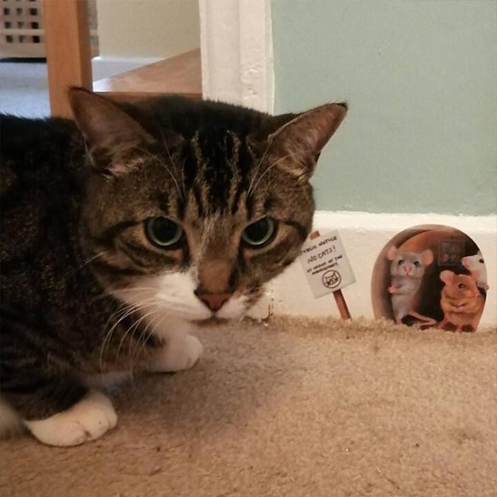 Realistiske 3D Musehul vægklistermærker